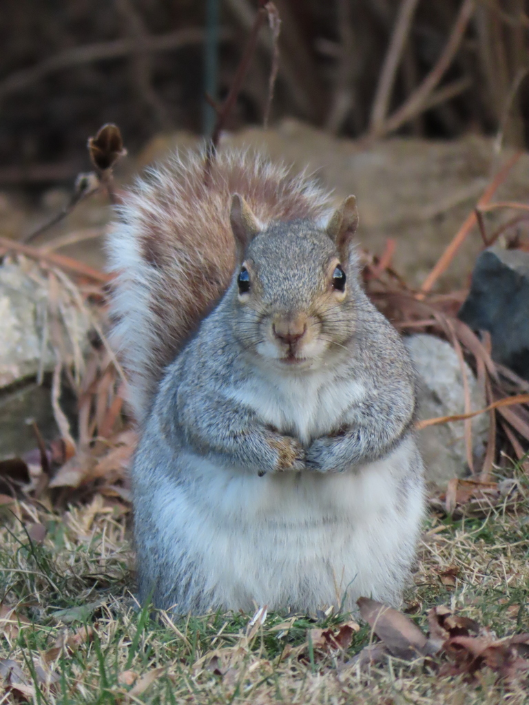 Sciurus carolinensis (Eastern Gray Squirrel), California species