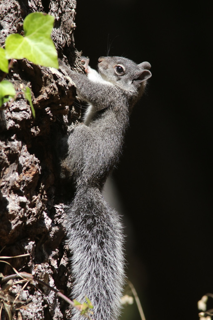 Sciurus griseus (Western Gray Squirrel), California species