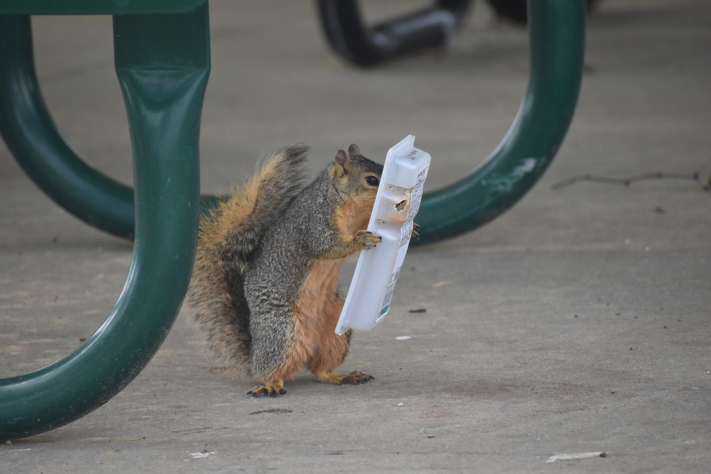 Sciurus niger (Eastern Fox Squirrel), California species