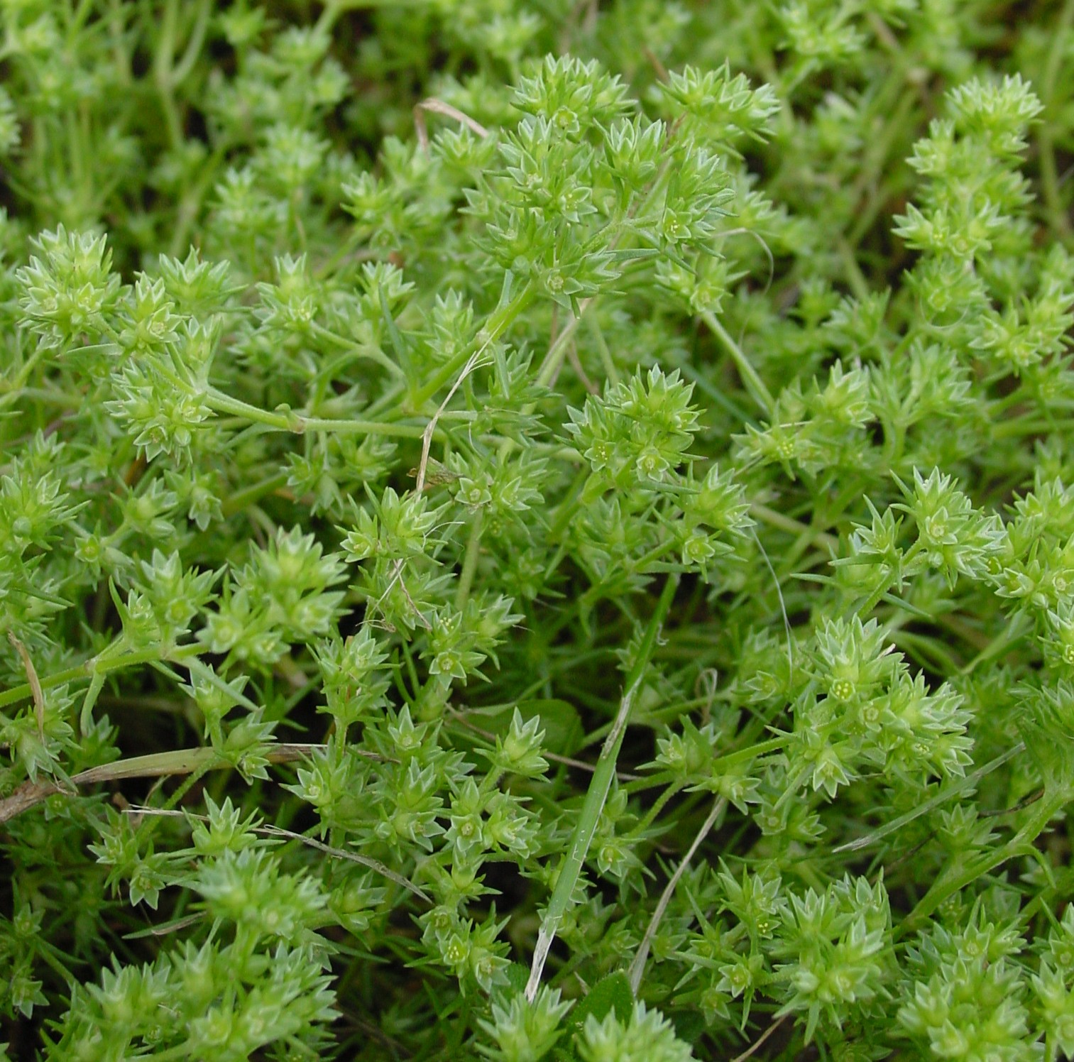 Scleranthus annuus subsp. annuus (Knawel), non-native California annual