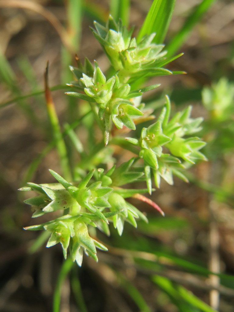 Scleranthus sp. (Knawel), non-native California annual