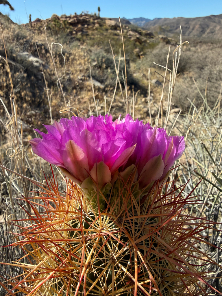 Sclerocactus johnsonii (Johnson's bee-hive cactus), native California shrub