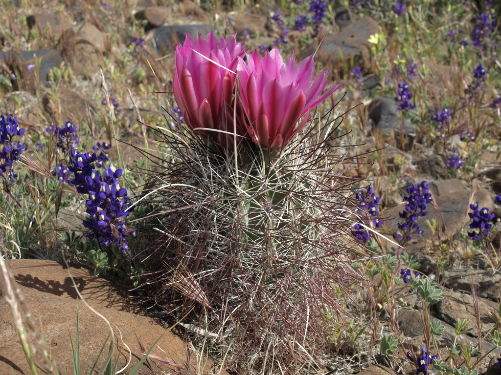 Sclerocactus polyancistrus (Mojave fishhook cactus), native California shrub