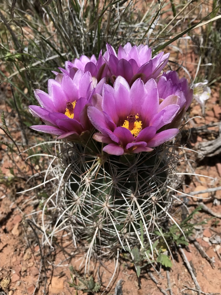Sclerocactus sp. (Pineapple cactus), native California perennial