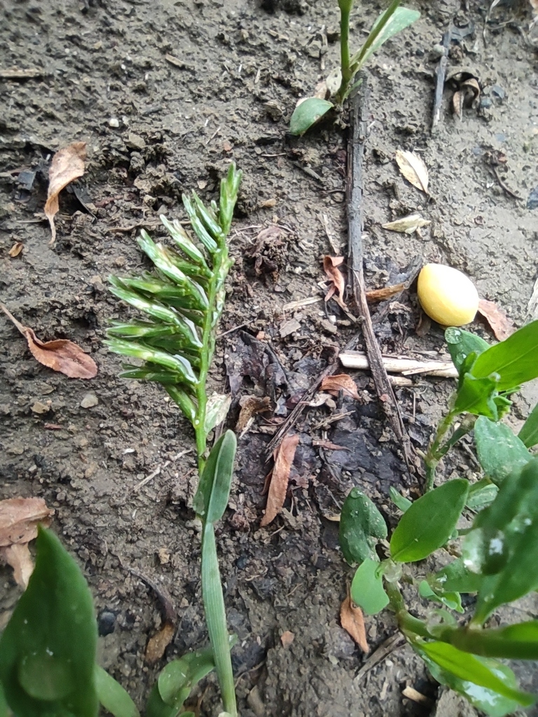 Sclerochloa dura (Hardgrass), non-native California grass