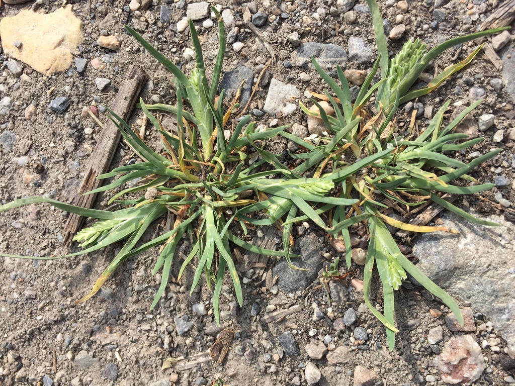 Sclerochloa sp., non-native California annual