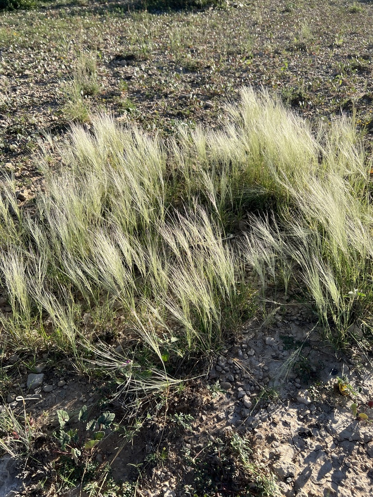 Scleropogon brevifolius (Burro grass), native California grass