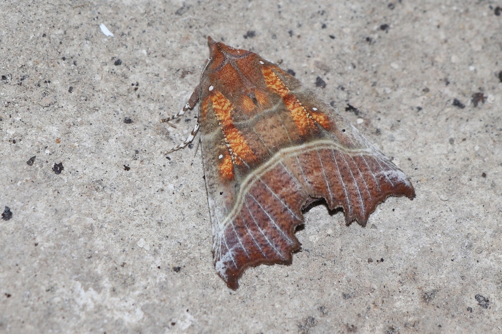 Scoliopteryx libatrix (The Herald), California species