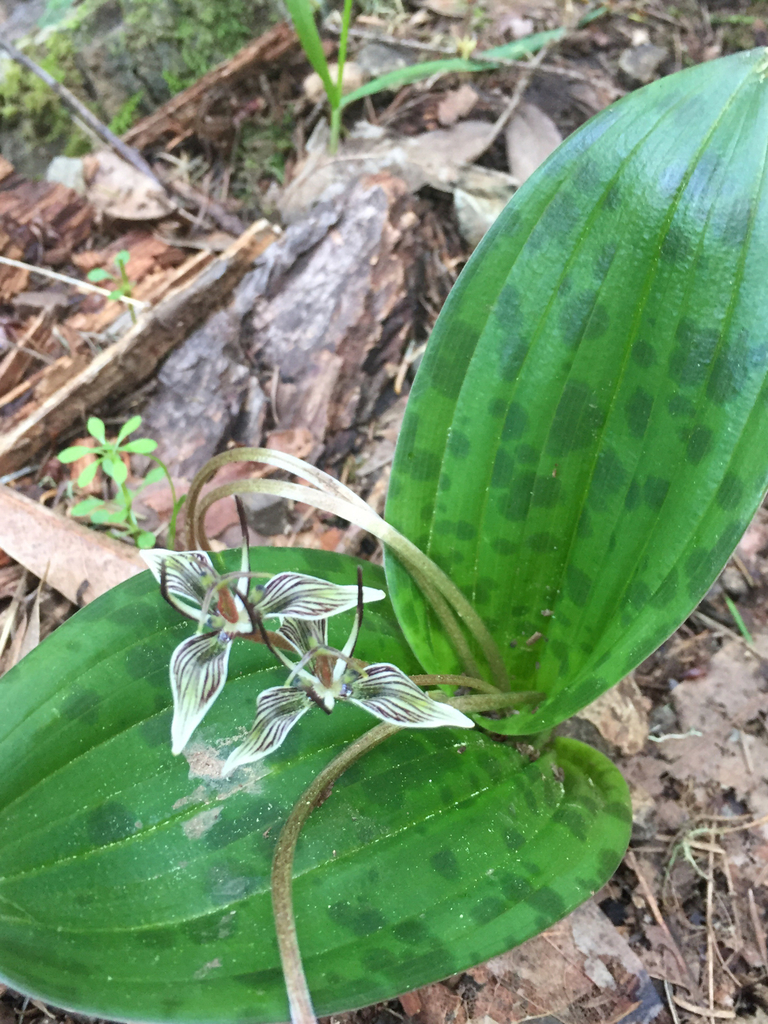 Scoliopus bigelovii (California fetid adderstongue), native California herb