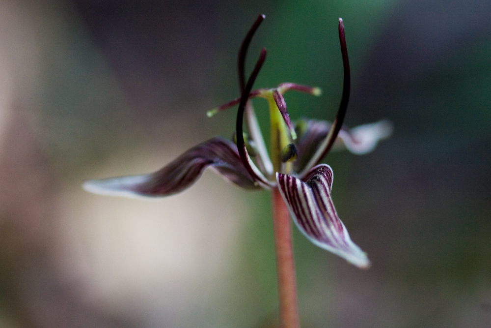 Scoliopus sp., native California perennial