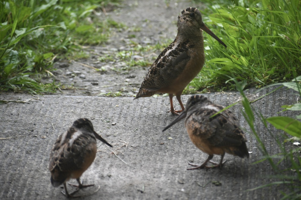 Scolopax minor (American Woodcock), California species