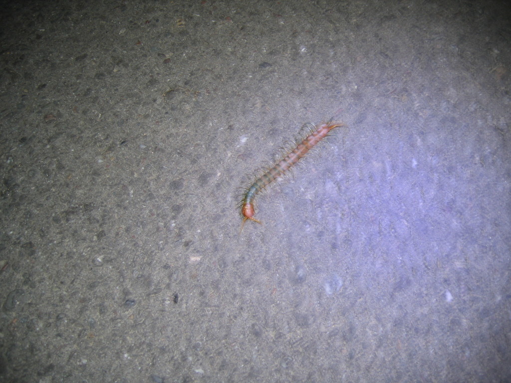 Scolopendra polymorpha (Common Desert Centipede), California species
