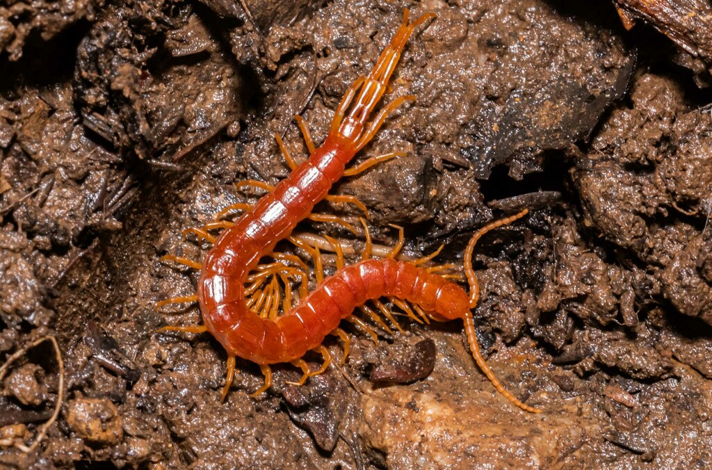 Scolopocryptops spinicaudus (Thorn-tailed Bark Centipede), California species