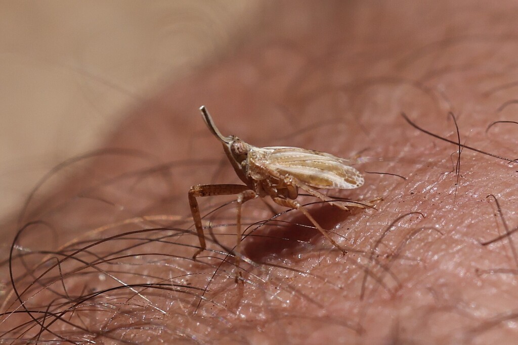 Scolops californicus, California species