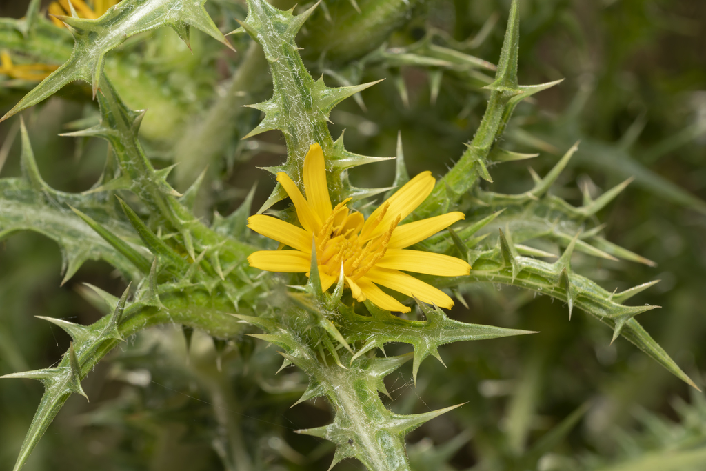 Scolymus hispanicus (Common goldenthistle), non-native California herb