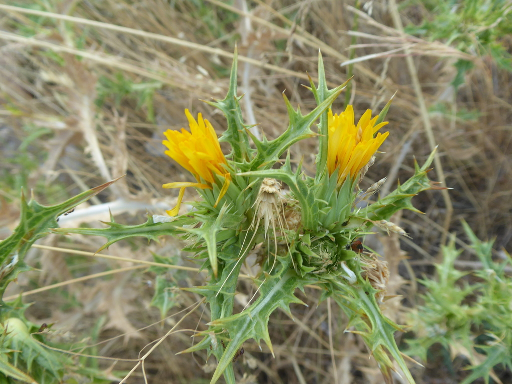 Scolymus sp. (Goldenthistle), non-native California perennial