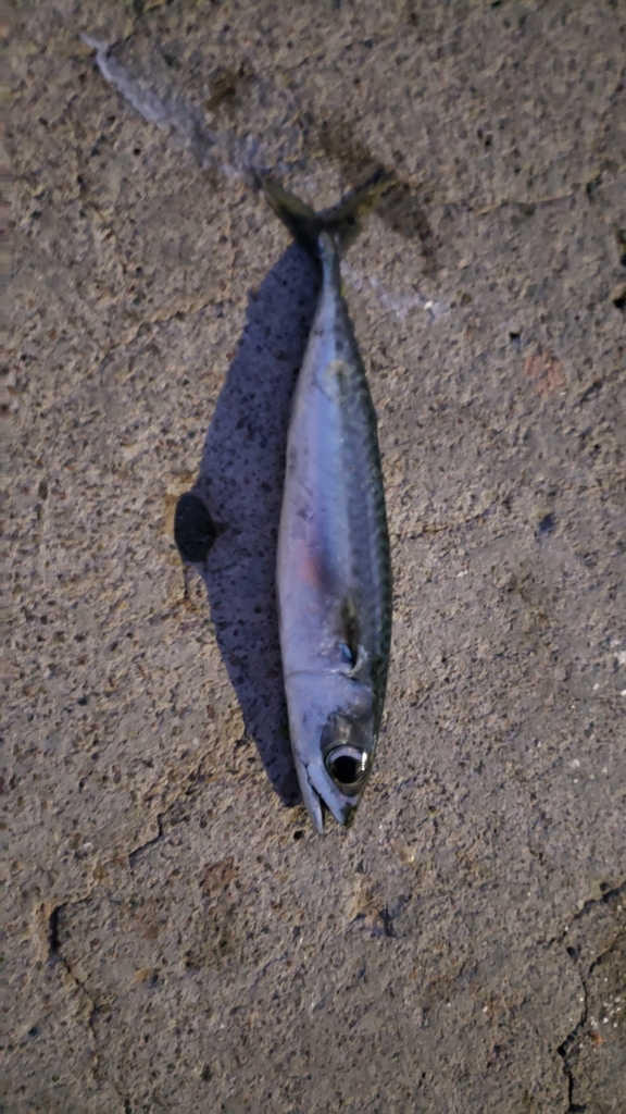 Scomber japonicus (Pacific Chub Mackerel), California species