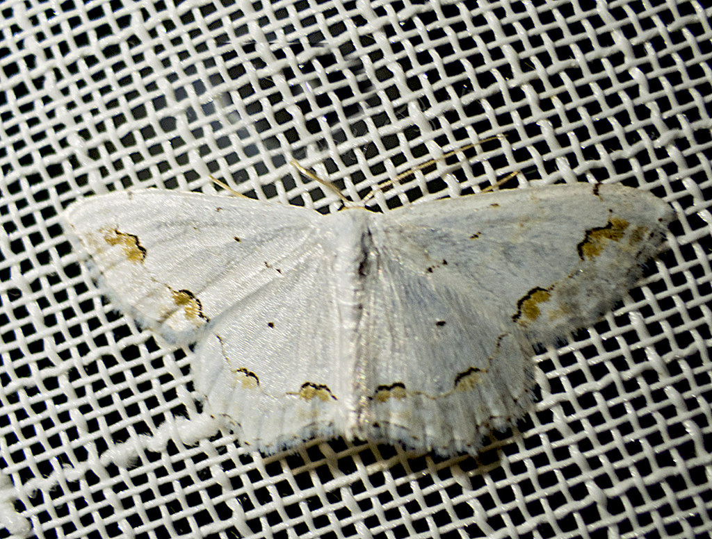 Scopula fuscata, California species