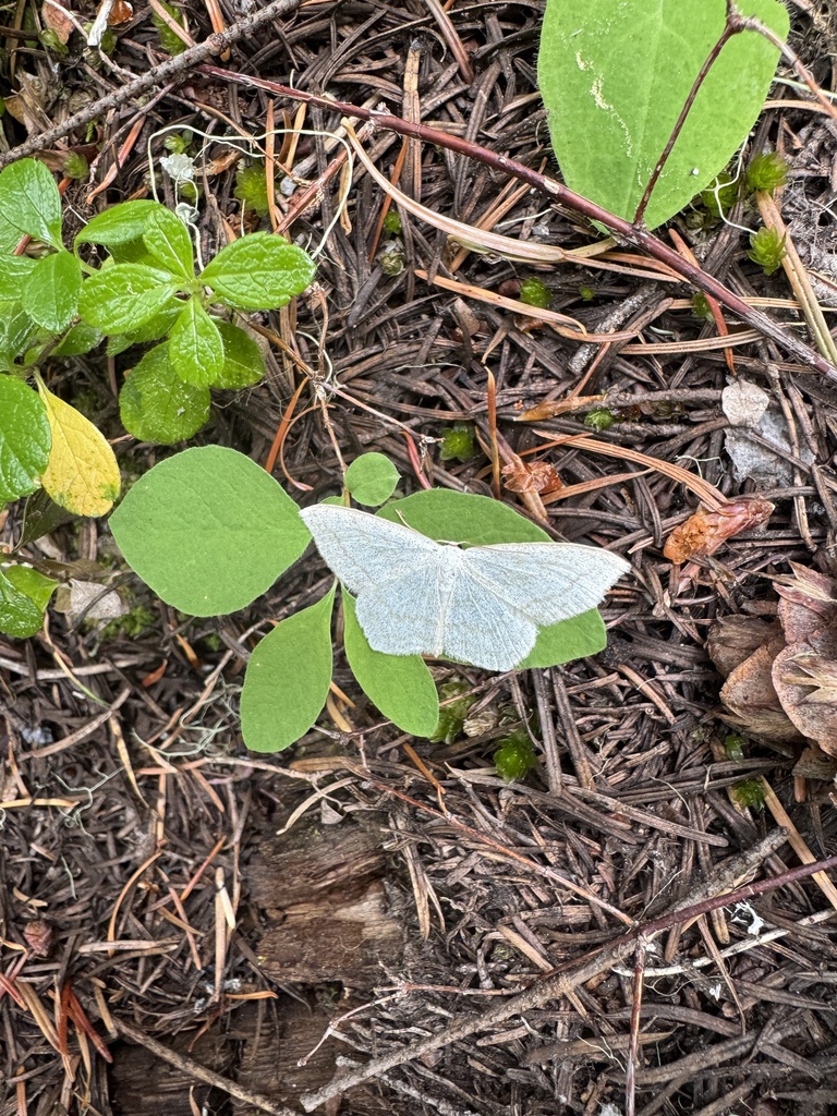 Scopula junctaria (Simple Wave), California species