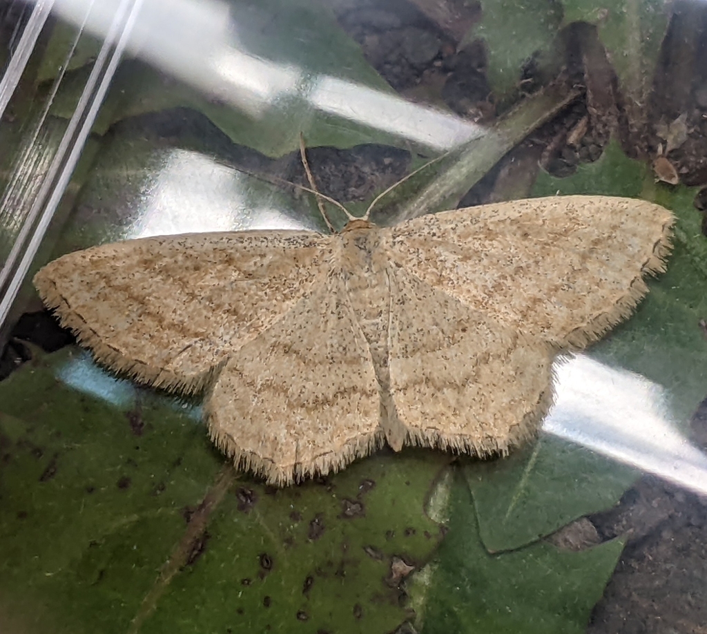 Scopula luteolata, California species