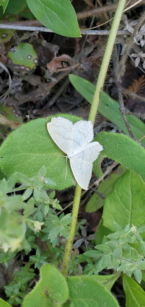 Scopula quinquelinearia (Five-lined Wave), California species