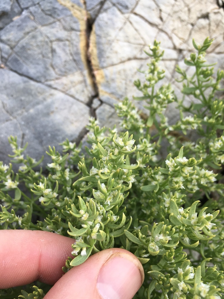 Scopulophila rixfordii (Rixford rockwort), native California herb