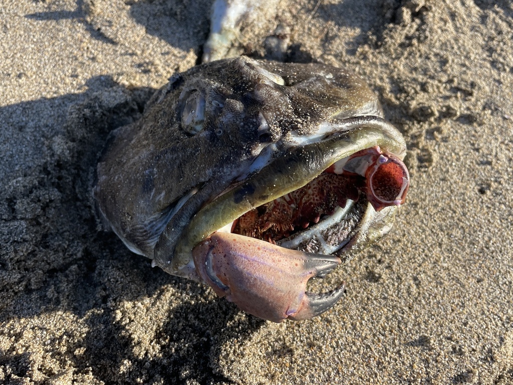Scorpaenichthys marmoratus (Cabezon), California species