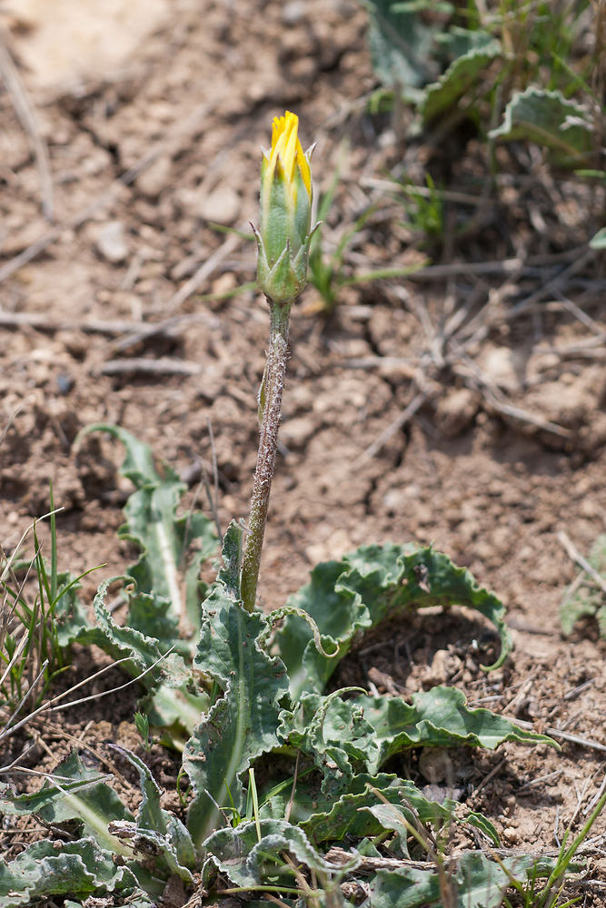 Scorzonera hispanica (Spanish salsify), non-native California herb