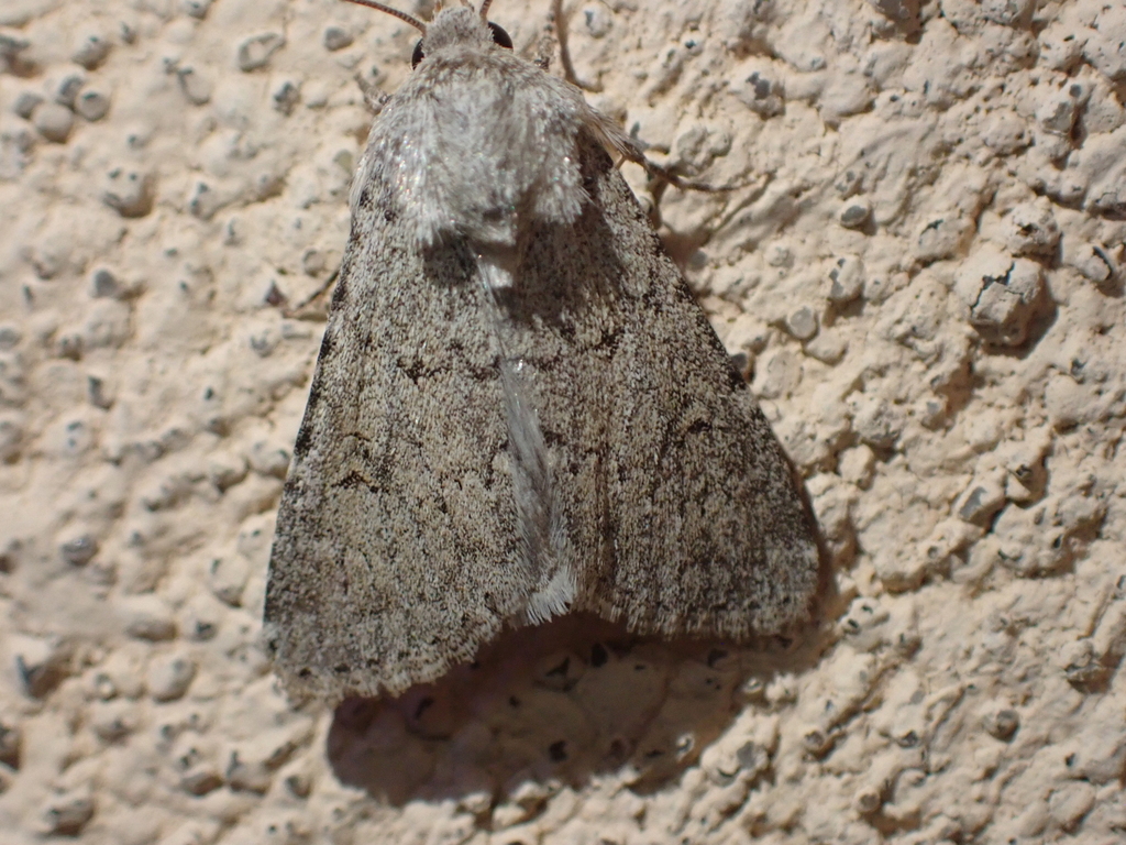 Scotogramma deffessa, California species