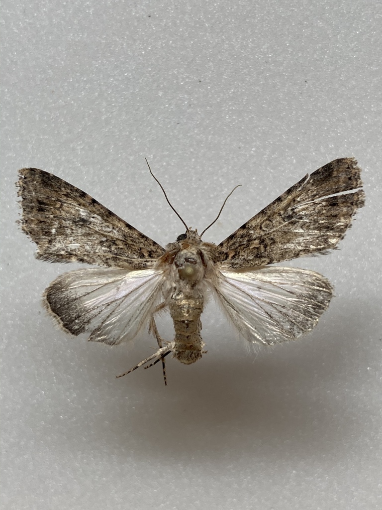 Scotogramma yakima, California species