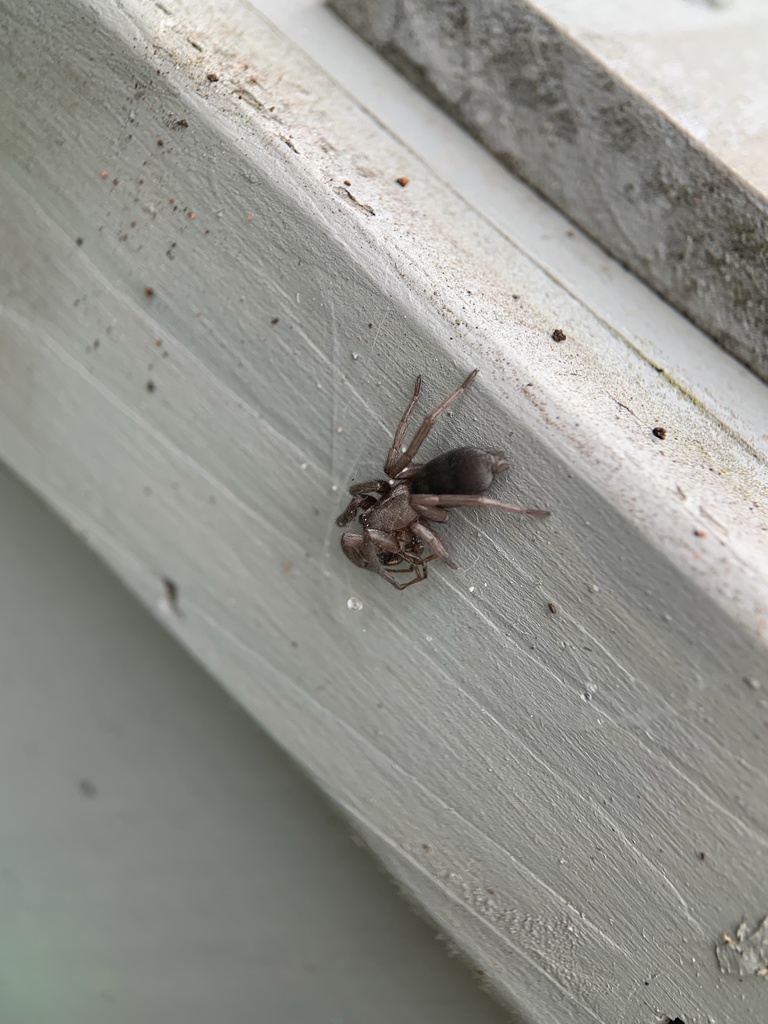 Scotophaeus blackwalli (Mouse Spider), California species