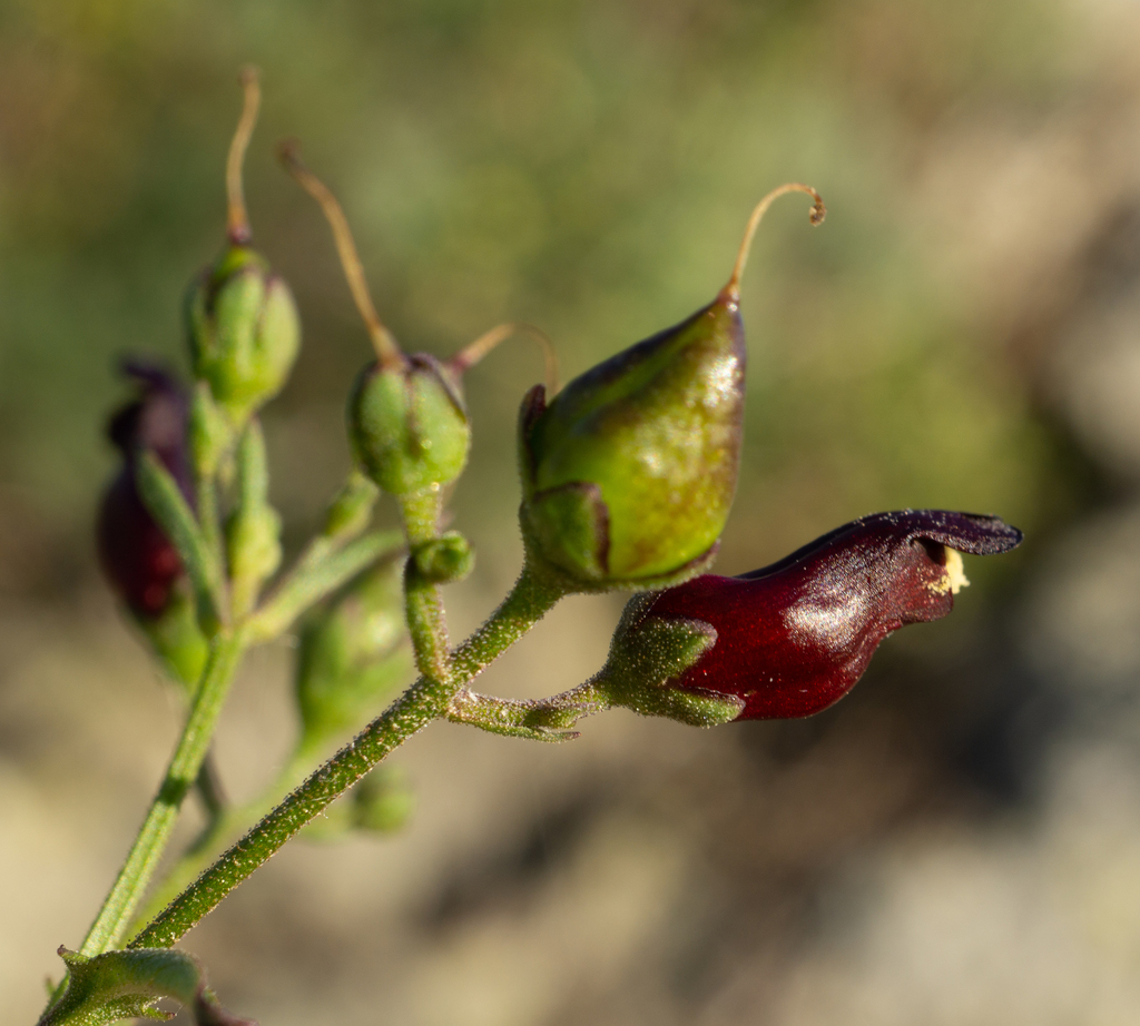 Scrophularia atrata (Black-flowered figwort), native California herb