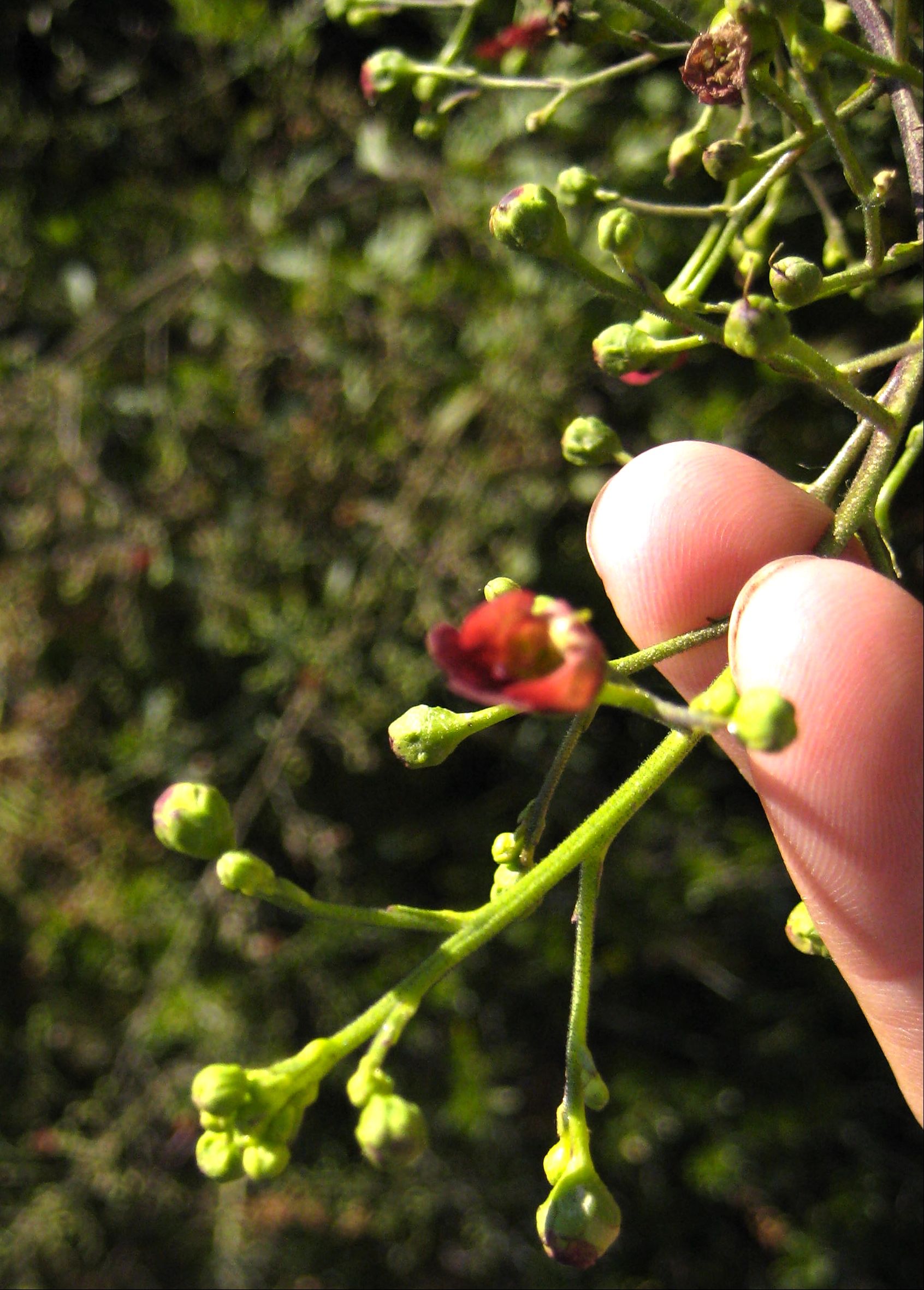 Scrophularia californica (California figwort), native California herb