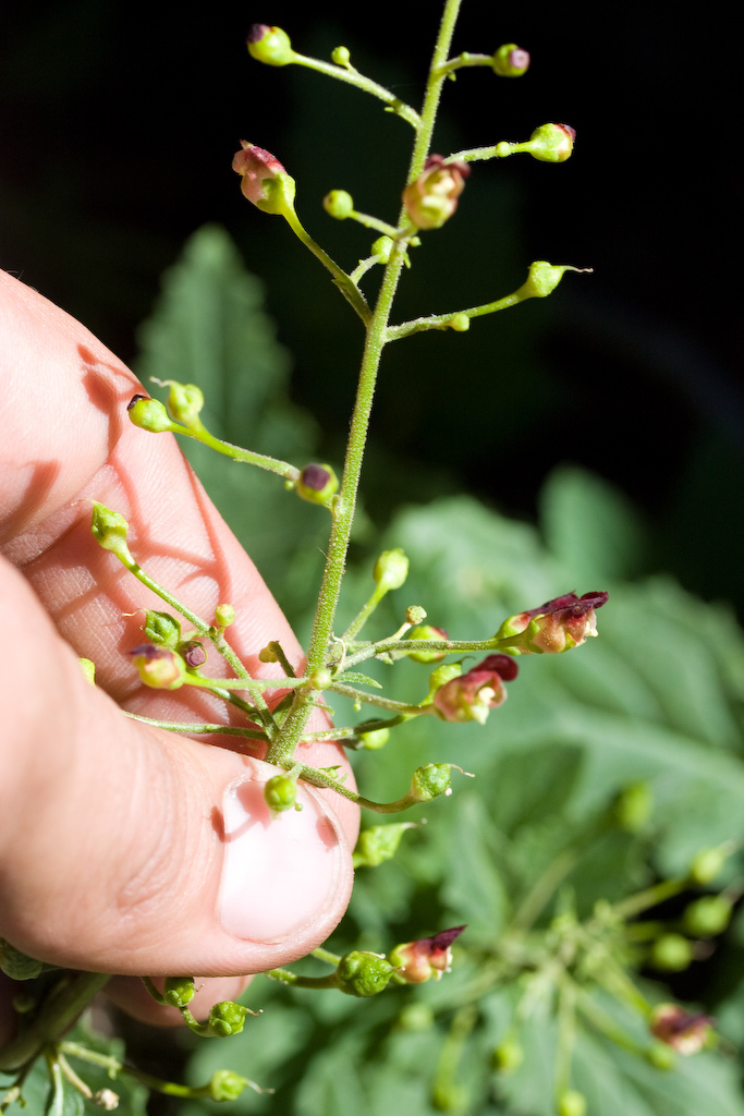 Scrophularia desertorum (Desert figwort), native California herb