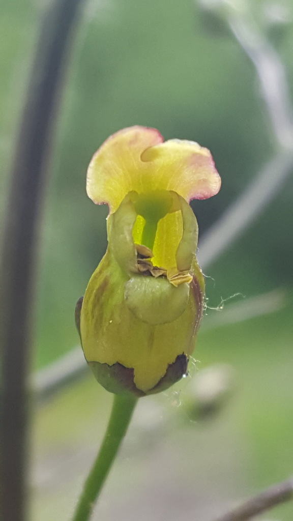Scrophularia lanceolata (Lanceleaf figwort), native California herb
