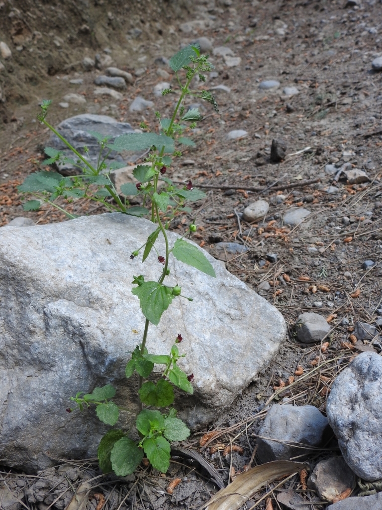 Scrophularia peregrina (Mediterranean figwort), non-native California herb