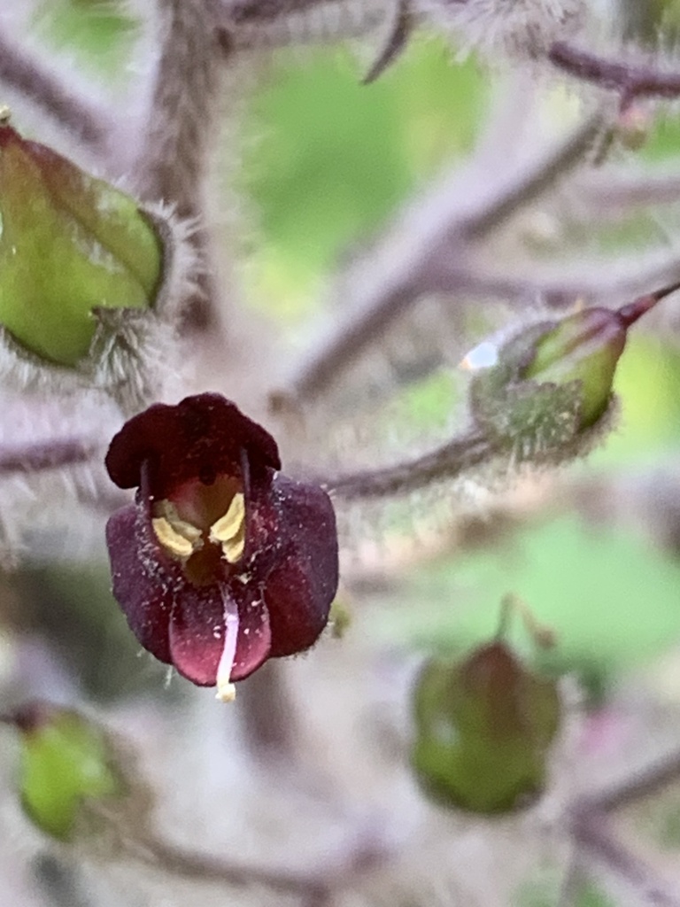 Scrophularia villosa (Santa catalina figwort), native California subshrub