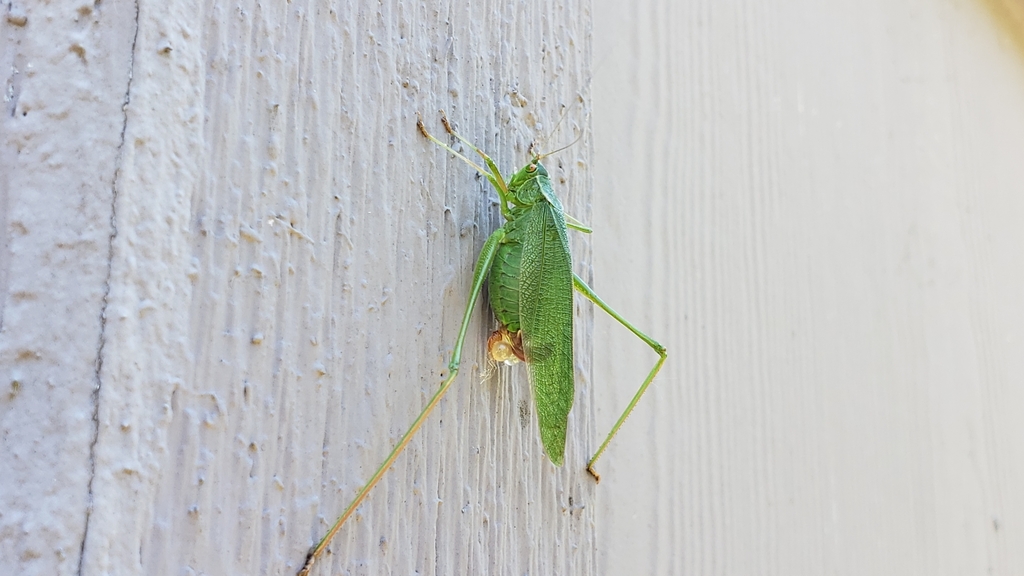 Scudderia furcata (Fork-tailed Bush Katydid), California species