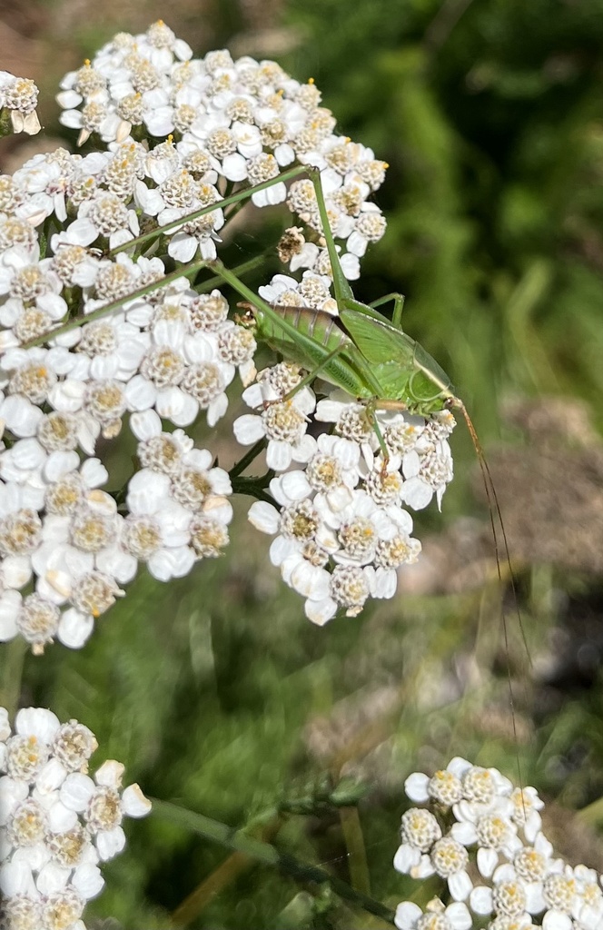 Scudderia mexicana (Mexican Bush Katydid), California species