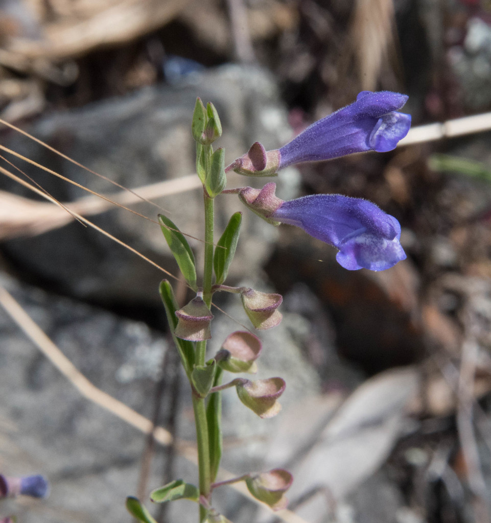 Scutellaria antirrhinoides (Nose skullcap), native California herb