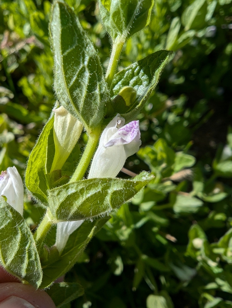 Scutellaria bolanderi (Bolander's skullcap), native California herb