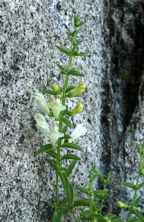 Scutellaria californica (California skullcap), native California herb
