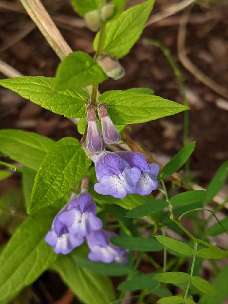 Scutellaria galericulata (Marsh skullcap), native California herb