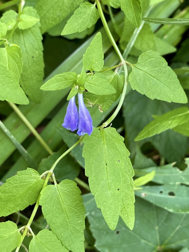 Scutellaria lateriflora (Side-flowering skullcap), native California herb