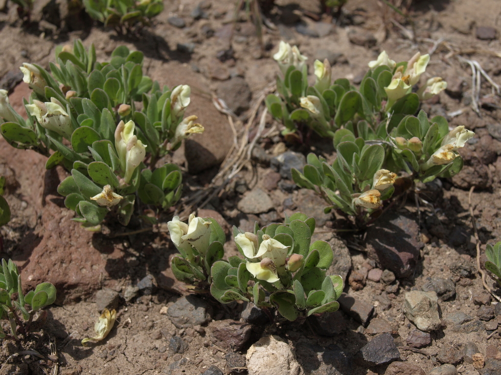 Scutellaria nana (Dwarf skullcap), native California herb