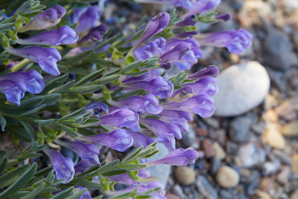 Scutellaria siphocampyloides (Curve flowered skullcap), native California herb