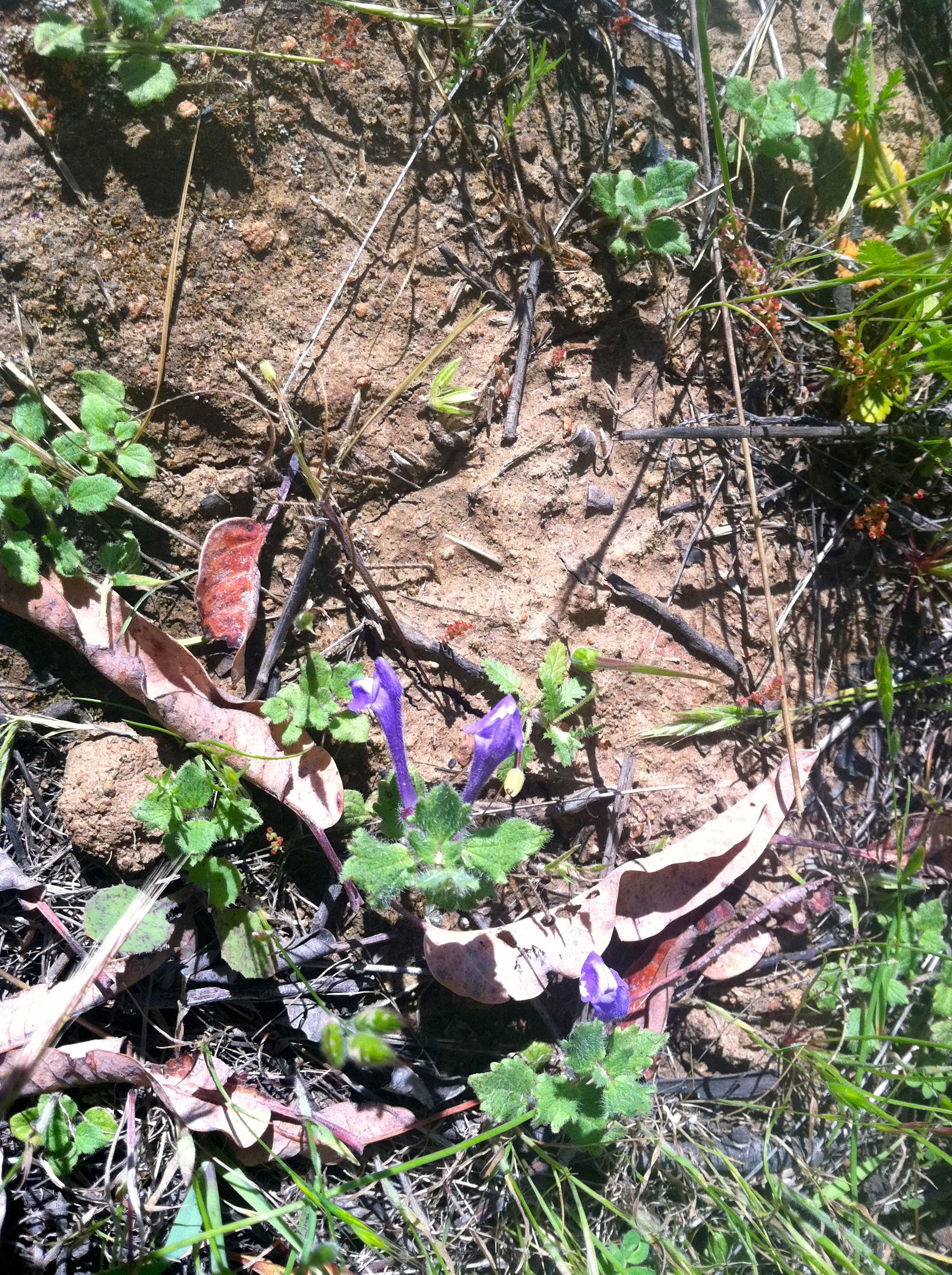 Scutellaria tuberosa (Danny's skullcap), native California herb