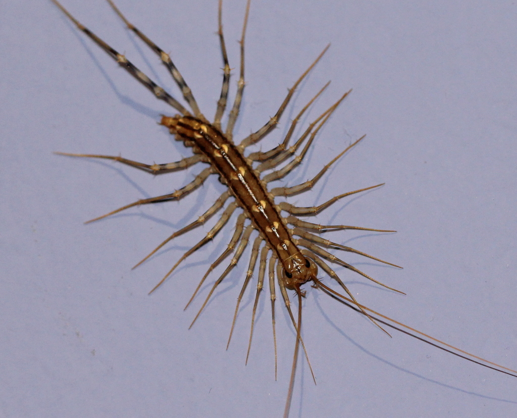Scutigera coleoptrata (House Centipede), California species