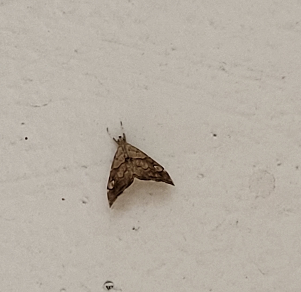Scybalistodes periculosalis, California species