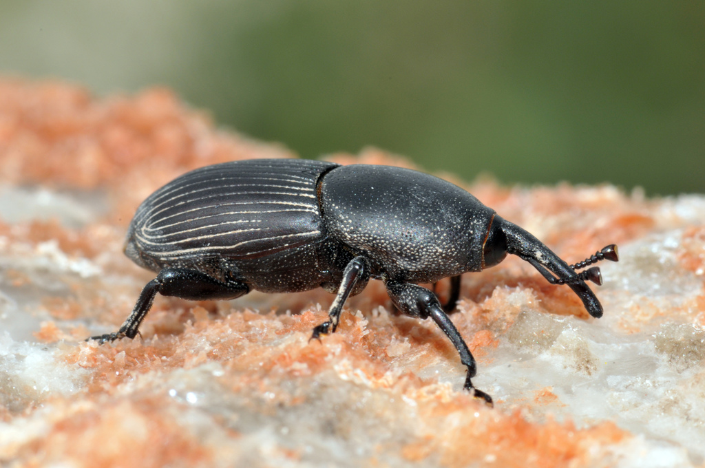 Scyphophorus acupunctatus (Sisal Weevil), California species